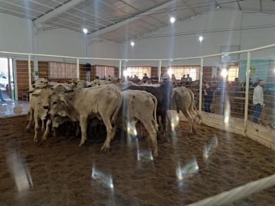  Feira de Gado de Corte da Sociedade Rural de Laranjeiras do Sul, movimenta pecuÃ¡ria regional